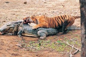 15 Times Animals Messed With The WRONG Opponent!