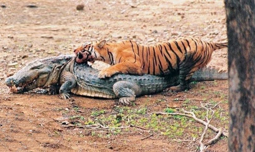 15 Times Animals Messed With The WRONG Opponent!