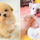 AWW CUTEST baby animals videos compilation cutest moment of the animals - OMG Cute Puppies #3