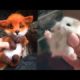 Cutest baby animals Videos Compilation Cute moment of the Animals - Cutest Animals #13