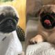 Funniest and Cutest Pug Dog Videos Compilation 2020 - Cutest Puppy #2