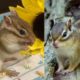 Cute Chipmunk Video - Cute and Funny Chipmunk Videos Compilation #9! Funny Animals 499