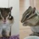 Cute Chipmunk Video - Cute and Funny Chipmunk Videos Compilation #6! Funny Animals 499