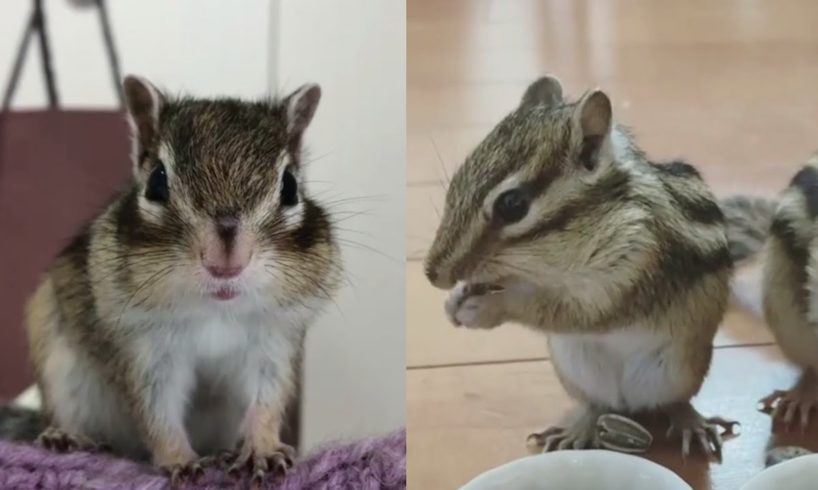 Cute Chipmunk Video - Cute and Funny Chipmunk Videos Compilation #6! Funny Animals 499