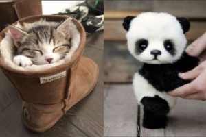 Cute baby animals Videos Compilation cute moment of the animals - Cutest Animals #4