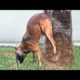 Funniest Animals Ever ? - Awesome Funny Animals' Life Videos - Funniest Pets ?