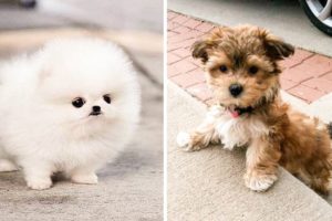Cute baby animals Videos Compilation cutest moment of the animals - ? Cutest Puppies #2 ?