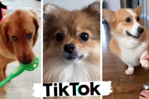 TIK TOK Doggos That Will Make You Laugh ~  Cutest TikTok Puppies