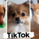 TIK TOK Doggos That Will Make You Laugh ~  Cutest TikTok Puppies