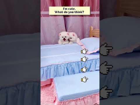 ? Smart Dog Video 2021 #short  cutest puppies city,cutest puppies in the world  #   69