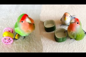 Funny Parrots Videos Compilation cute moment of the animals - Cutest Parrots #71 - Compilation 2021