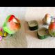 Funny Parrots Videos Compilation cute moment of the animals - Cutest Parrots #71 - Compilation 2021