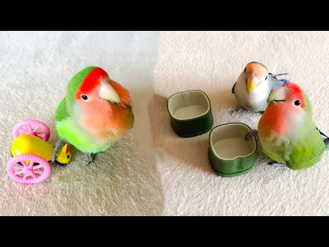 Funny Parrots Videos Compilation cute moment of the animals - Cutest Parrots #71 - Compilation 2021