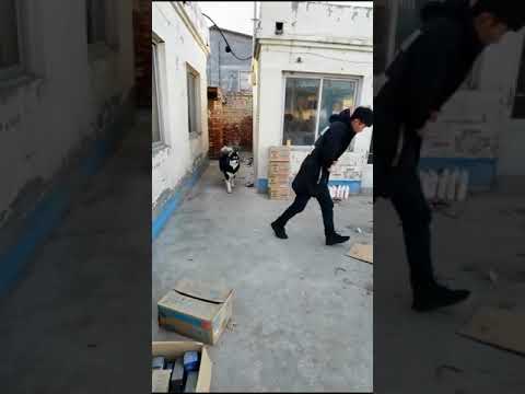 ? Smart Dog Video 2021 #short cutest puppies city,cutest puppies in the world # 750