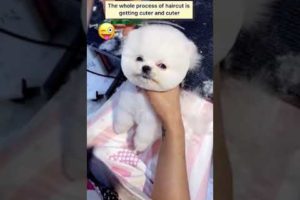? Smart Dog Video 2021 #short  cutest puppies city,cutest puppies in the world  #   695