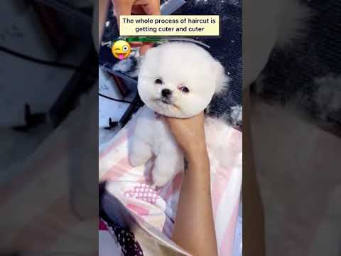 ? Smart Dog Video 2021 #short  cutest puppies city,cutest puppies in the world  #   695