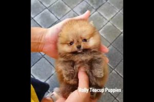 ? Smart Dog Video 2021 #short  cutest puppies city,cutest puppies in the world  #   559