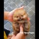 ? Smart Dog Video 2021 #short  cutest puppies city,cutest puppies in the world  #   559