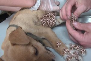 Cleaning Mango worms From Helpless Dog ! Animal Rescue Video 2021
