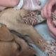 Cleaning Mango worms From Helpless Dog ! Animal Rescue Video 2021