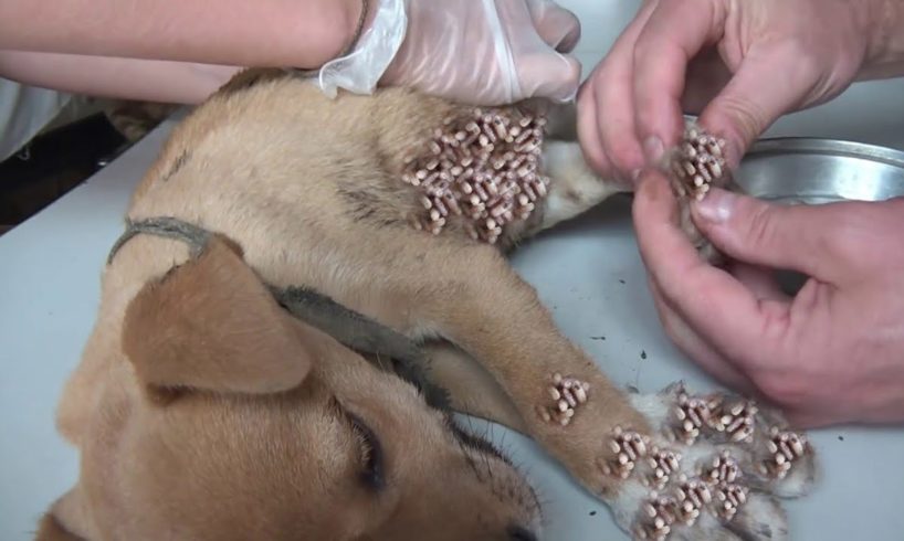 Cleaning Mango worms From Helpless Dog ! Animal Rescue Video 2021