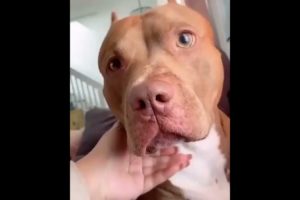 funny Pitbulls | Cute pitbull | Funny Dogs | Cute Puppies ??