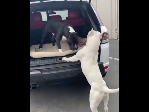 funny Pitbulls | Cute pitbull | Funny Dogs | Cute Puppies ??