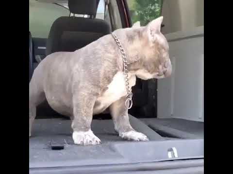 funny Pitbulls | Cute pitbull | Funny Dogs | Cute Puppies ??