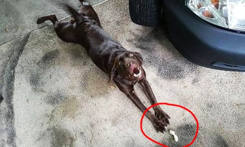 Funniest Animals Ever ? - Awesome Funny Animals' Life Videos - Funniest Pets ?