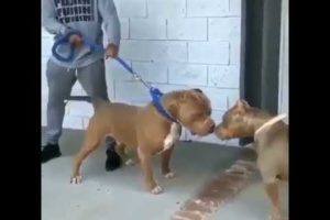 funny Pitbulls | Cute pitbull | Funny Dogs | Cute Puppies ??