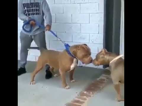 funny Pitbulls | Cute pitbull | Funny Dogs | Cute Puppies ??