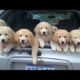 Funniest & Cutest Golden Retriever Puppies - 30 Minutes of Funny Puppy Videos 2021