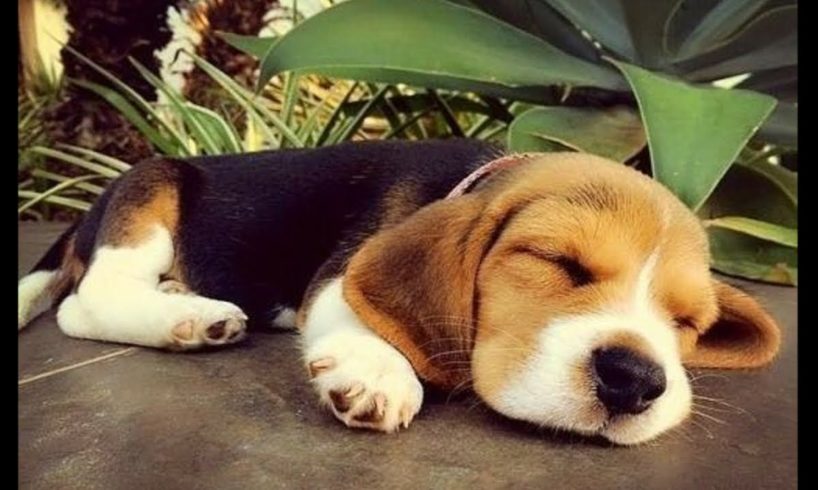 Funny And Cute Beagle Puppies Compilation #3 - Cutest Beagle Puppy