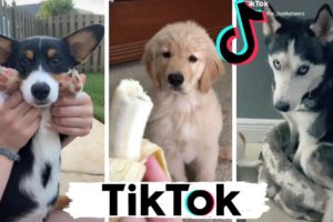 TIK TOK Doggos That Will Make You Laugh ~ Cutest TikTok Puppies ~ Dog Squad