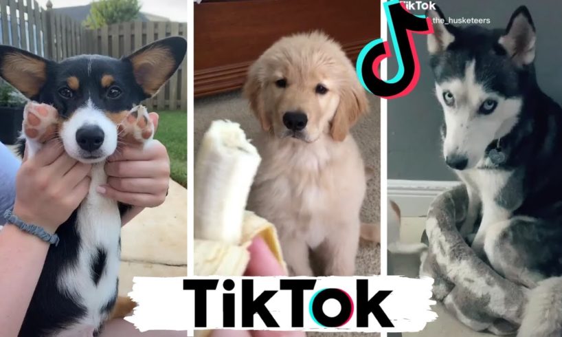 TIK TOK Doggos That Will Make You Laugh ~ Cutest TikTok Puppies ~ Dog Squad