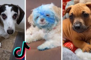 TIK TOK Doggos That Will Make You Laugh ~ Cutest Puppies ~ Funny Dogs of TikTok!