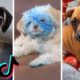 TIK TOK Doggos That Will Make You Laugh ~ Cutest Puppies ~ Funny Dogs of TikTok!