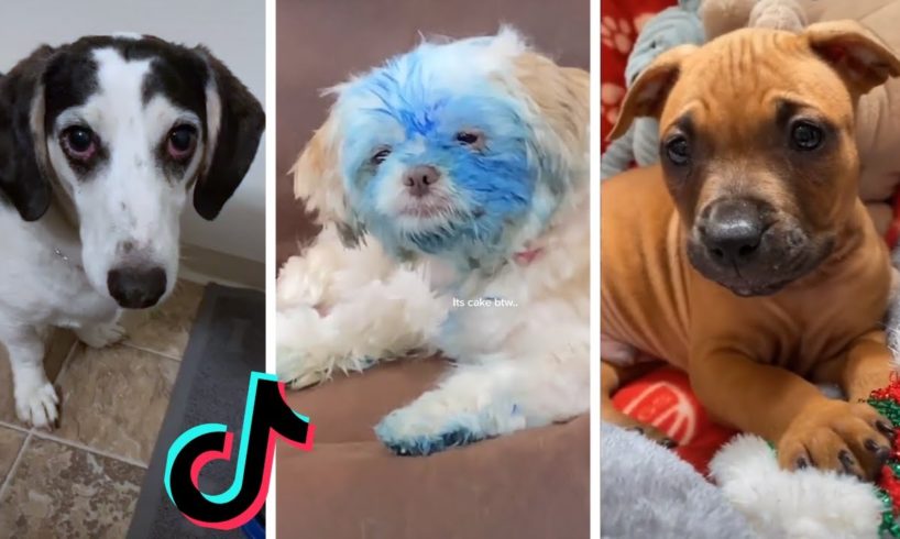 TIK TOK Doggos That Will Make You Laugh ~ Cutest Puppies ~ Funny Dogs of TikTok!