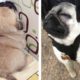 Funniest and Cutest Pug Dog Videos Compilation 2020 - Cutest Puppy #12