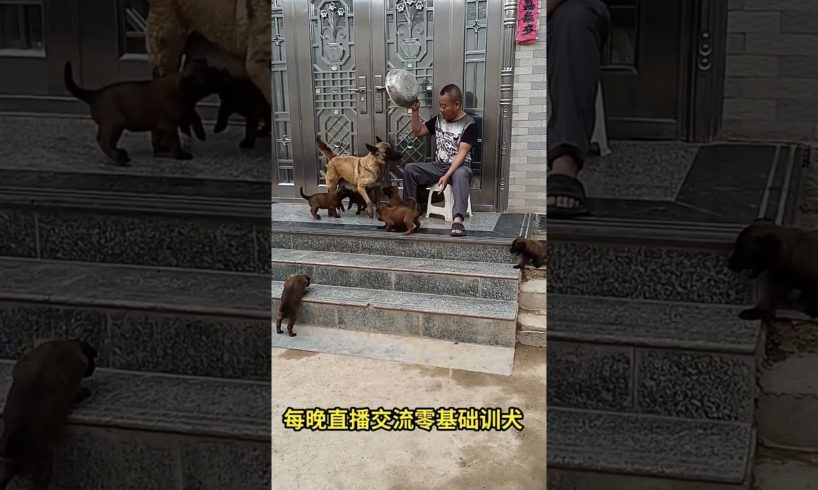 Cute Puppies Doing Funny Things, Cutest Puppies in the Worlds 2021