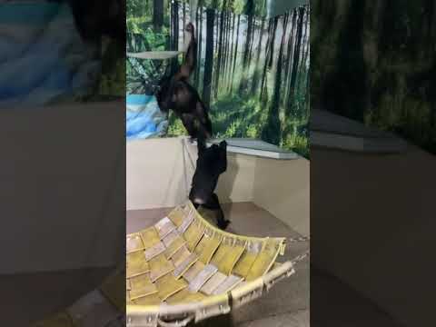 ANIMAL ADOPTION : Animals rescued || Cute animals : SAVE ELEPHANTS : [Elephant Conservation #Short]