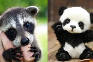 Cute baby animals Videos Compilation cute moment of the animals - Cutest Animals #8