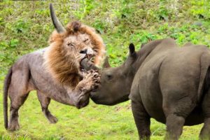 10 CRAZIEST ANIMAL FIGHTS CAUGHT ON CAMERA