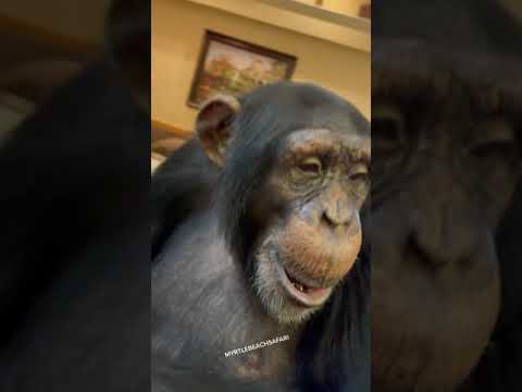 ANIMAL ADOPTION : Animals rescued || Cute animals : SAVE ELEPHANTS : [Elephant Conservation #Short]