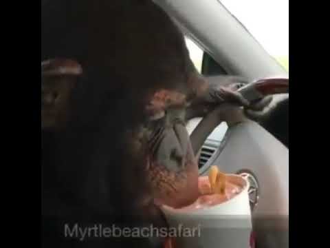 ANIMAL ADOPTION : Animals rescued || Cute animals : SAVE ELEPHANTS : [Elephant Conservation #Short]