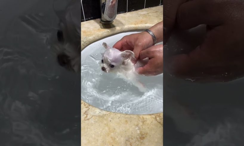 Cute baby animals Videos Compilation cutest moment of the animals - Cutest Puppies #Shorts