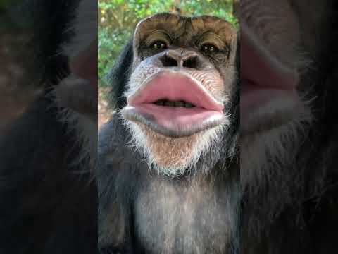 ANIMAL ADOPTION : Animals rescued || SAVE ANIMALS : [ANIMALS Conservation][SUPER AMAZ Pets]