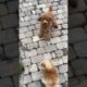 Cute Puppies Doing Funny Things, Cutest Puppies in the Worlds ♥️♥️♥️♥️♥️♥️♥️♥️♥️