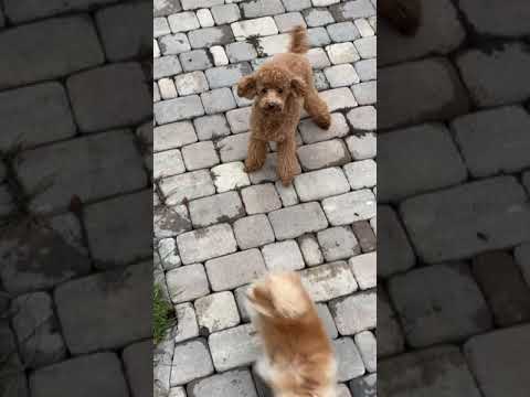 Cute Puppies Doing Funny Things, Cutest Puppies in the Worlds ♥️♥️♥️♥️♥️♥️♥️♥️♥️