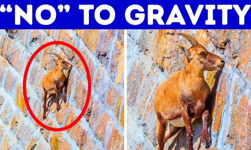 17 Animals That Can Do Impossible Things